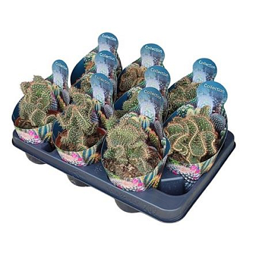 Opuntia Fulgida Crestata Potcover