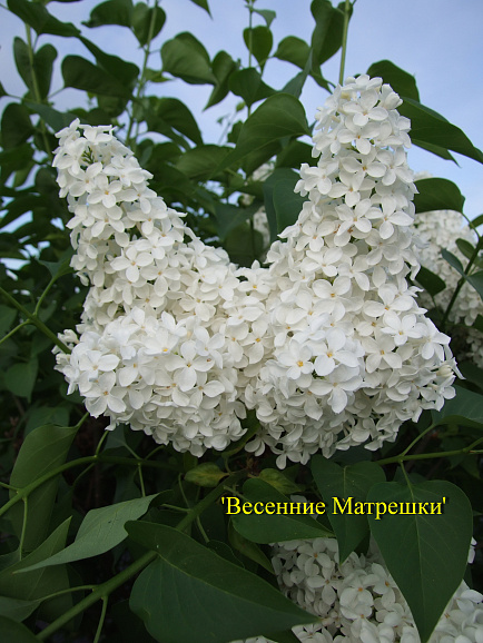 Сирень обыкновенная Весенние Матрешки