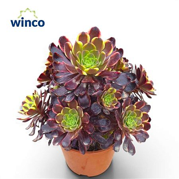 Aeonium Superbang