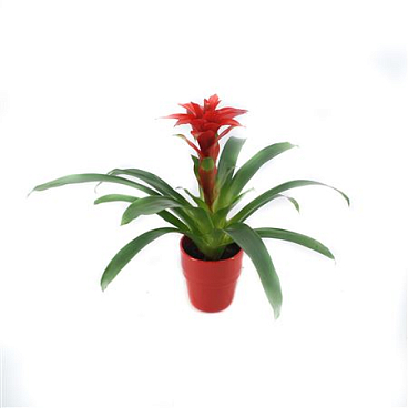 Guzmania Denise In Red Ceramic