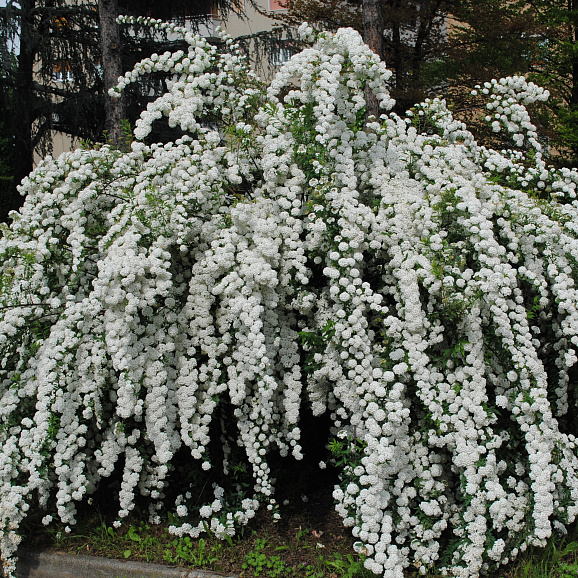 Спирея ниппонская Сноумаунд (в тубе)