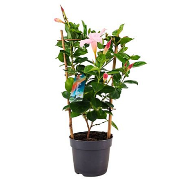Mandevilla Light Pink On Reck