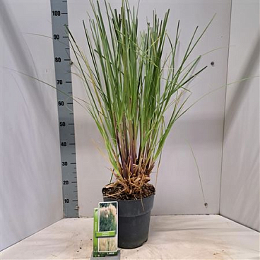Cortaderia Sell Citaro
