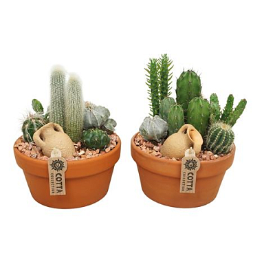Cactus Arrangement Terracotta Bowl