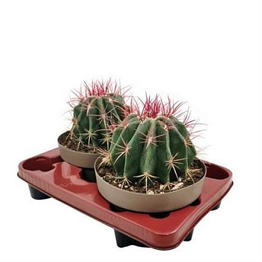 Ferocactus Pilosus Var Stainesii
