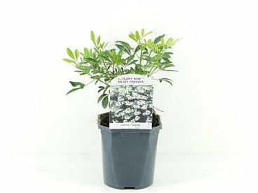 Choisya Ternata