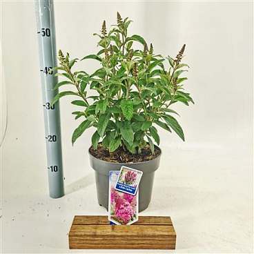 Buddleja Dav Butterfly Candy Little Cerise