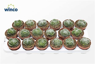 Crassula Capitella Setosa Turrita