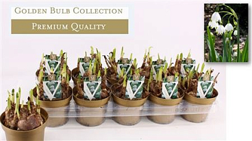 Leucojum (deluxe)