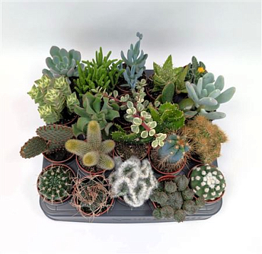 Cactus + Succulent 5,5 Cm Mix