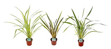 Phormium Mix