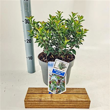 Ilex Meserveae Gentle
