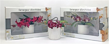 Phal L'arrangeur D'orchidee Red (groen)