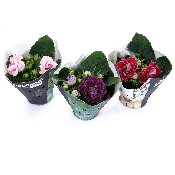 Синнингия махровая Микс | Оптовая цветочная компания «Флора Групп» Синнингия махровая Микс