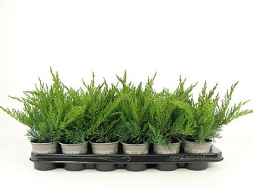 Juniperus Sab Tamariscifolia