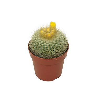 Parodia 7  Bloeiend
