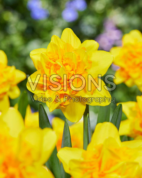 Нарцисс махровый Сандей Стар