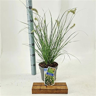 Pennisetum Alop Little Bunny