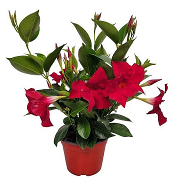 Mandevilla Bush Red