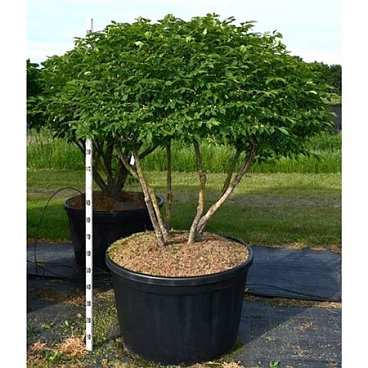 Euonymus Alat Compactus