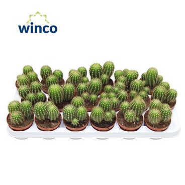 Trichocereus Huascha Ssp. (group)