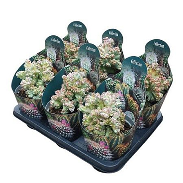 Myrtillocactus Geometrizans Crestato