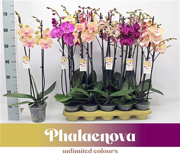 Phal 2st New Types Mix 16+ (phalaenova)