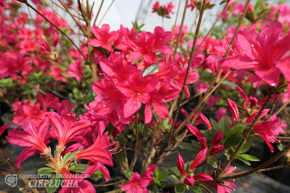 Азалия японская Кромериц