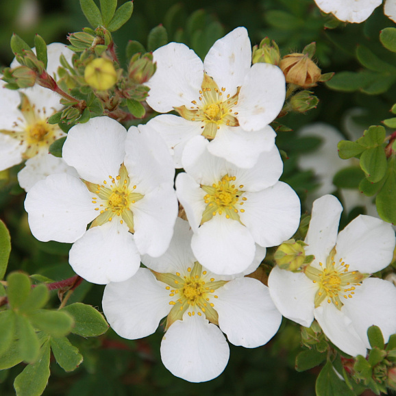 Лапчатка кустарниковая Абботсвуд в тубе