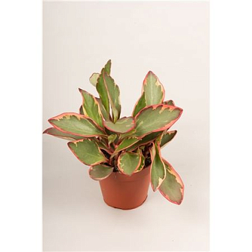 Peperomia Yellie
