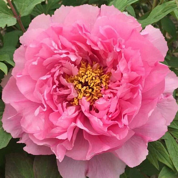 Пион древовидный Розовый Лотос (в тубе)