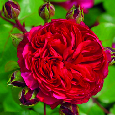 Роза флорибунда Ред Леонардо Да Винчи