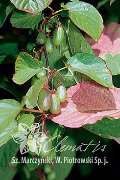 Актинидия коломикта Доктор Шимановский