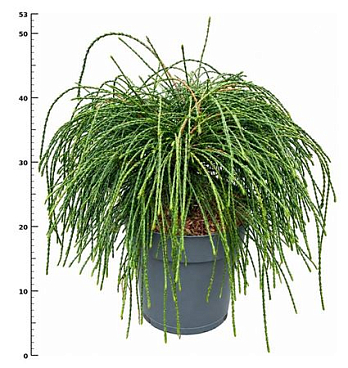 Thuja Plic Whipcord