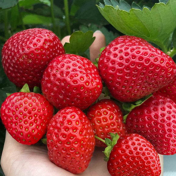 Земляника Хадемар