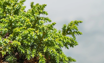 Можжевельник пинги Лодери