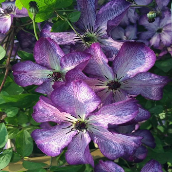 Клематис фиолетовый Супер Нова