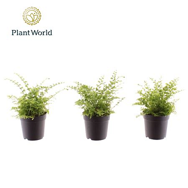 Nephrolepis Green Fantasy (decorum)