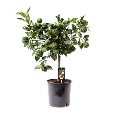Citrus Canaliculata On Stem