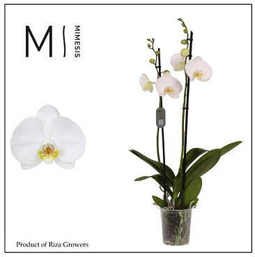 Фал 2, Ноттингем 14+ (мимесис)