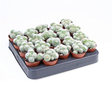 Mammillaria Spinosissima Albata