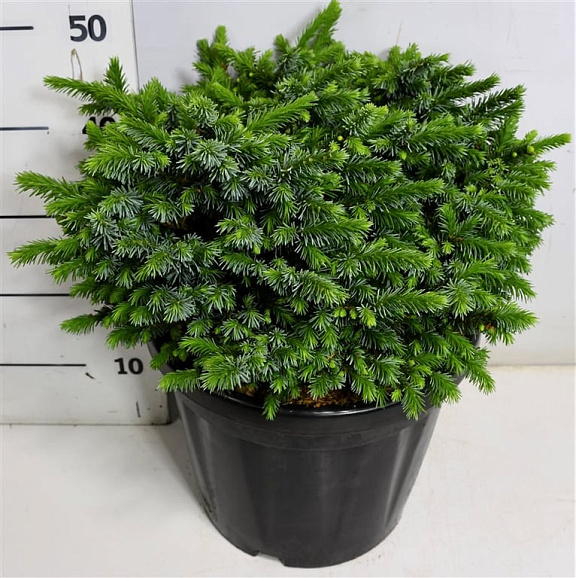 Ель сербская Пимоко