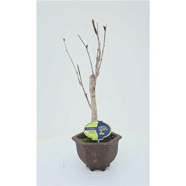 Bonsai Ginkgo Biloba Broom In Hexagon Pot