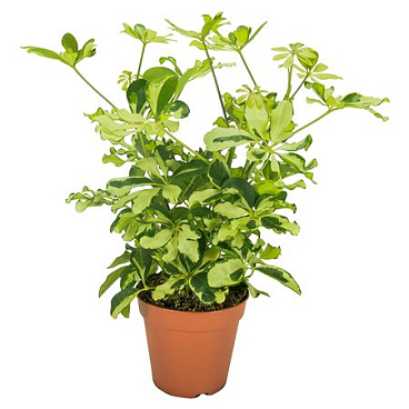 Schefflera Charlotte Branched
