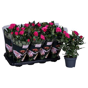 Rosa Patio Regina