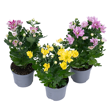 Хризантема Микс