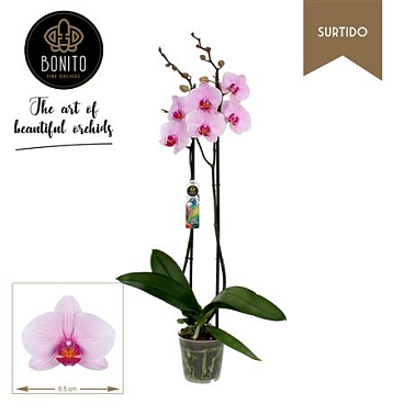 Phal 2st Surtido-washington 18+ (bonito)