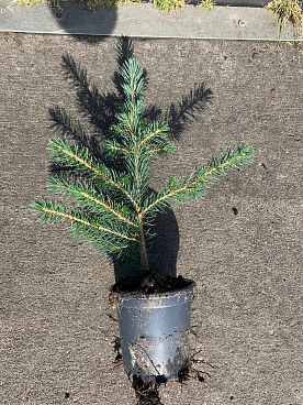 Ель колючая Кейбаб