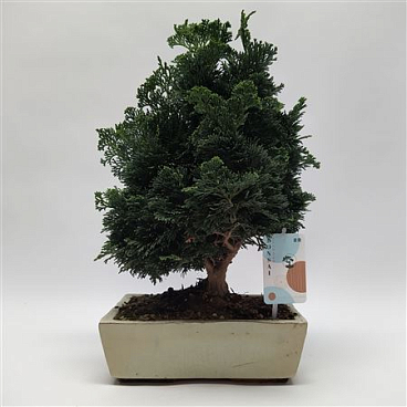 Chamaecyparis Bonsai 'traditional