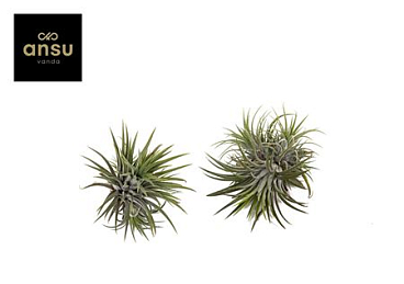 Tillandsia Clumb L
